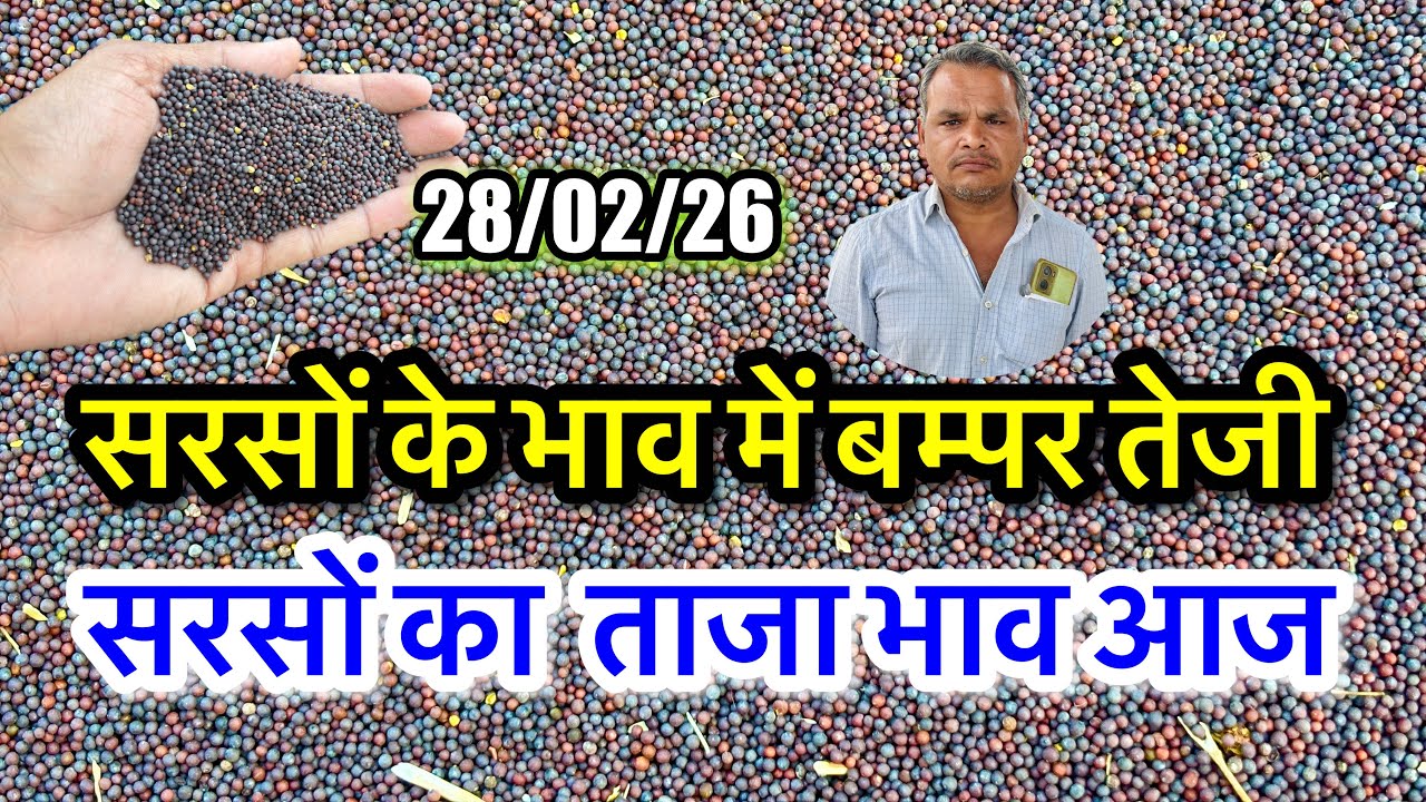 नई सरसों का ताजा भाव आज का अलवर मंडी! सरसों के भाव में आया जोरदार उछाल देखें भाव, #sarso_ka_bhav