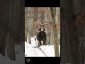 🐏 Muflon Tryk i owca|❄️ A winter forest encounter! 🐏 Mouflon ram Tryk and a sheep #wildlife #hunting