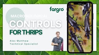 Macrobiological controls for thrips