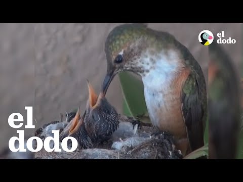 Video: Cómo Nacen Los Polluelos De Colibrí