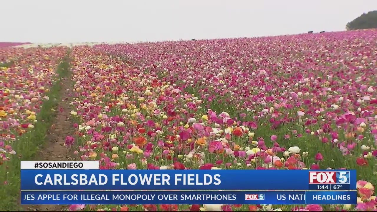 The Flower Fields in Carlsbad are almost in full bloom