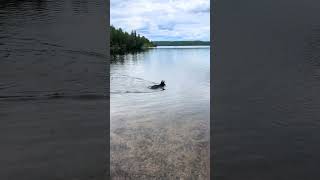 4 Months Old GSD First Swimming in the River!
