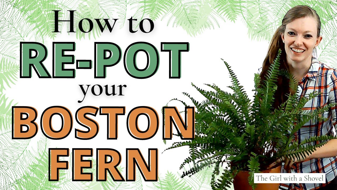5 простых шагов по пересадке бостонского папоротника | ПЛЮС (Как делить!)