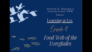 Learning at Lox | Ep. 4 | Food Web of the Everglades