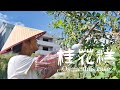 Can't miss snack, osmanthus cake|摘桂花，做桂花糕【乡野莲姐】