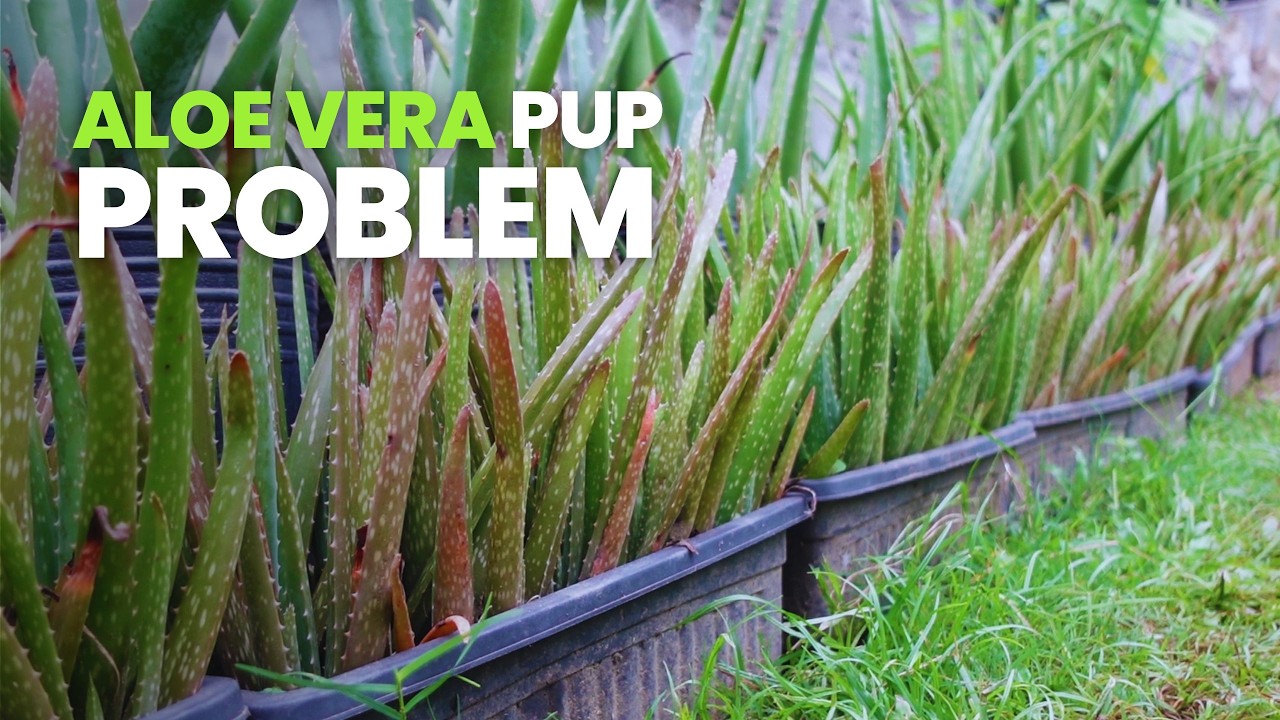 Why My Aloe Vera Pups Are Crowded in a Pot