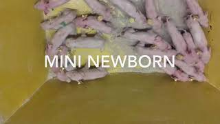 Information Nurse sow Guide