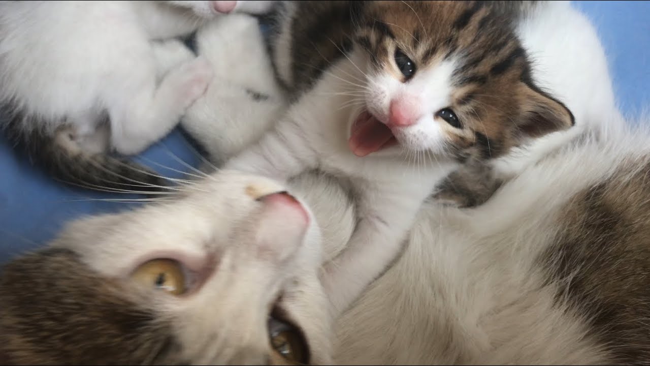 Yavru Kedilerin Cok Uykusu Gelmis Anne Kedi Ve Yavru Kediler Yavru Kedilerin Miyav Sesi Youtube