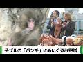 ぬいぐるみが母親代わり…子ザルの「パンチ」に新たな贈りもの 市川市動植物園(20260217放送)