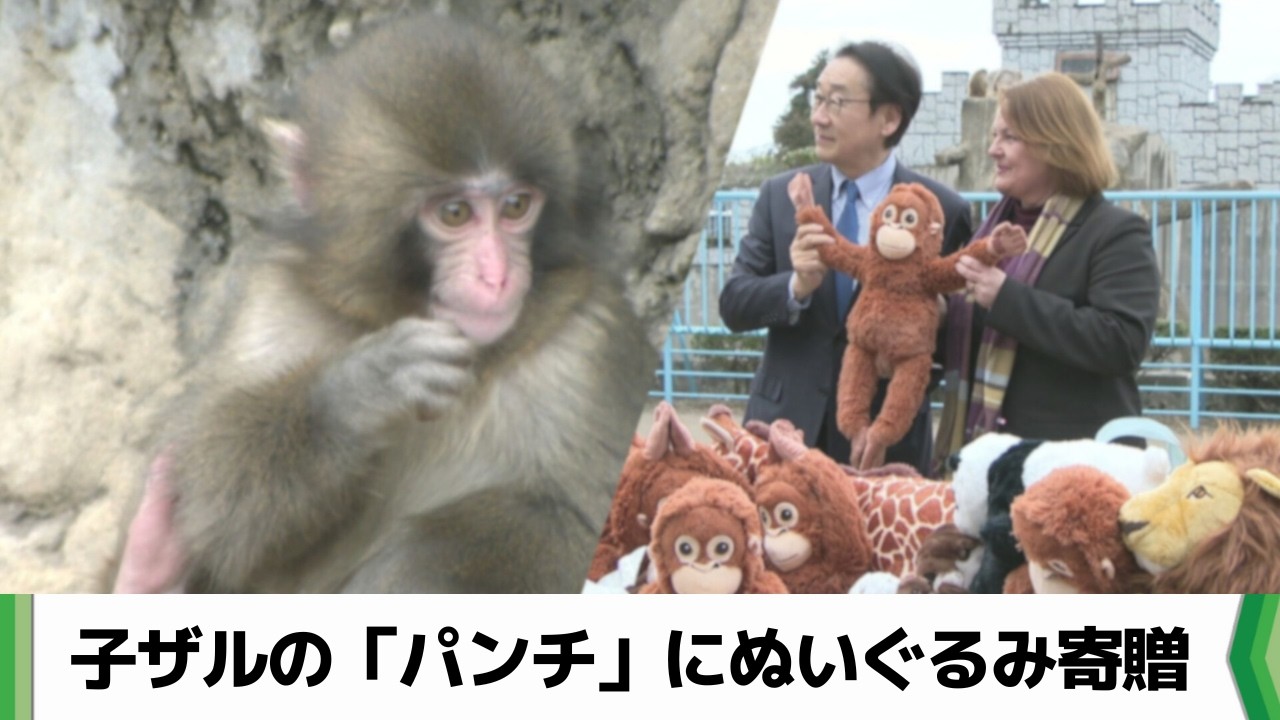 ぬいぐるみが母親代わり…子ザルの「パンチ」に新たな贈りもの　市川市動植物園（20260217放送）