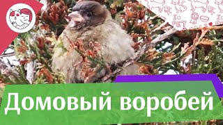 Домовый воробей на ilikepet Домовый воробей на ilikepet