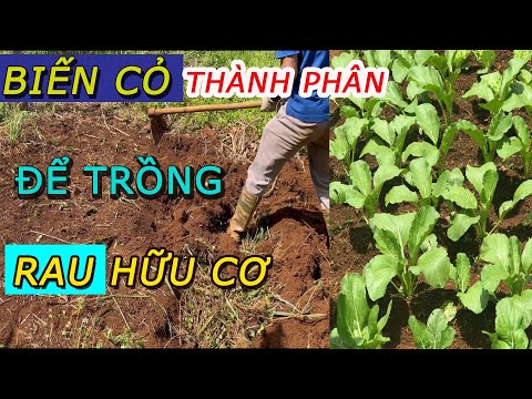 Video: Sử dụng Phân chuồng Cho Rau và Bãi cỏ