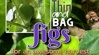 HOW TO protect figs from birds without fail! 🏡.