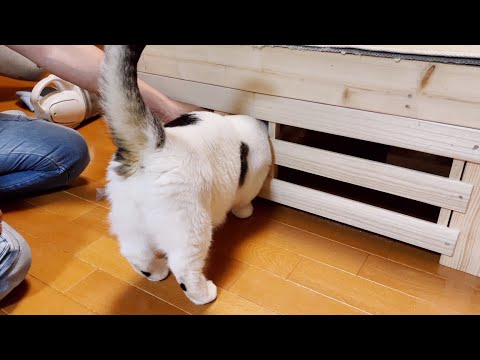 「猫は頭が入れば体は通る」説がウソだと証明してしまった猫