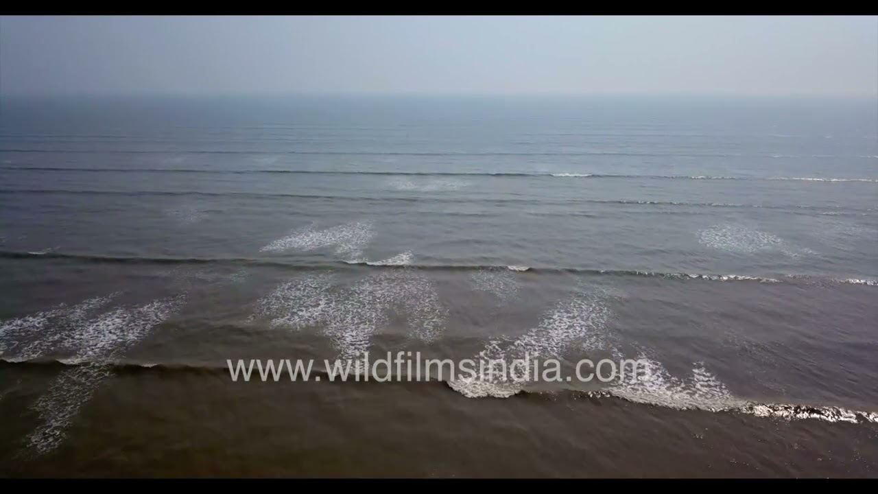 A sweeping aerial perspective captures the beauty of Chandipur Beach in Odisha