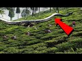 दुनिया के 5 सबसे बड़ा साँप | Largest Snake in the World