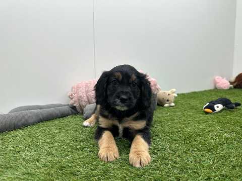 Video van Kruising Vrouwelijk Zwart en Tan - PUP-ID 010751044 | Dierenhof Debrabandere