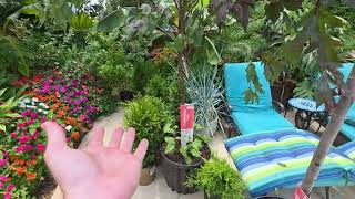 Extreme Clearance Plant Haul From The Home Depot