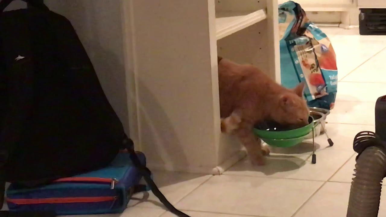 camera iphone 8 plus apk olly drinking water for 49 seconds straight