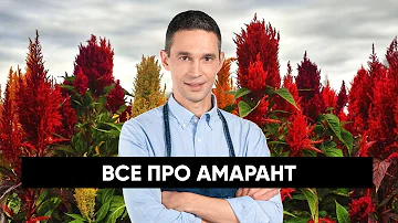 Все про АМАРАНТ