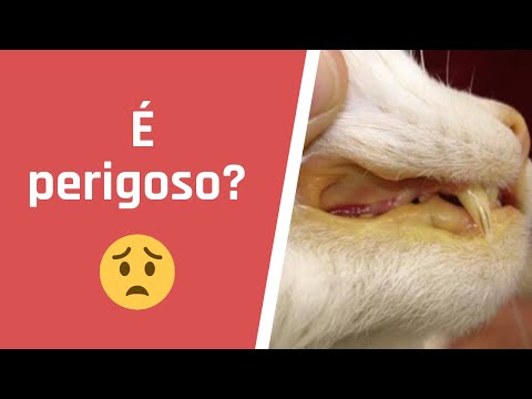 Vídeo: Como preparar um Yorkie com um corte de cachorro