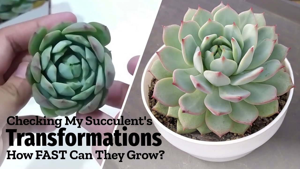 How FAST Do Succulents GROW? Comparing BEFORE & AFTER Of My Succulents YouTube
