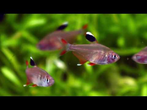 Hyphessobrycon bentosi