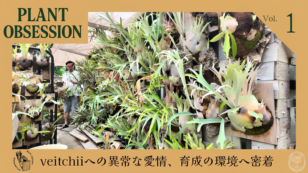 ビカクシダP.veitchiiを愛するあの人へ密着【PLANT OBSESSION】