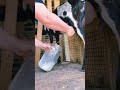 Milking A Lamancha Goat On A Stand Asmr Short Shorts Milking A Lamancha Goat On A Stand Asmr Short Shorts