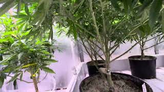 We’d  the 7th Jan I will flip crop salt ColdWarorganics recharge