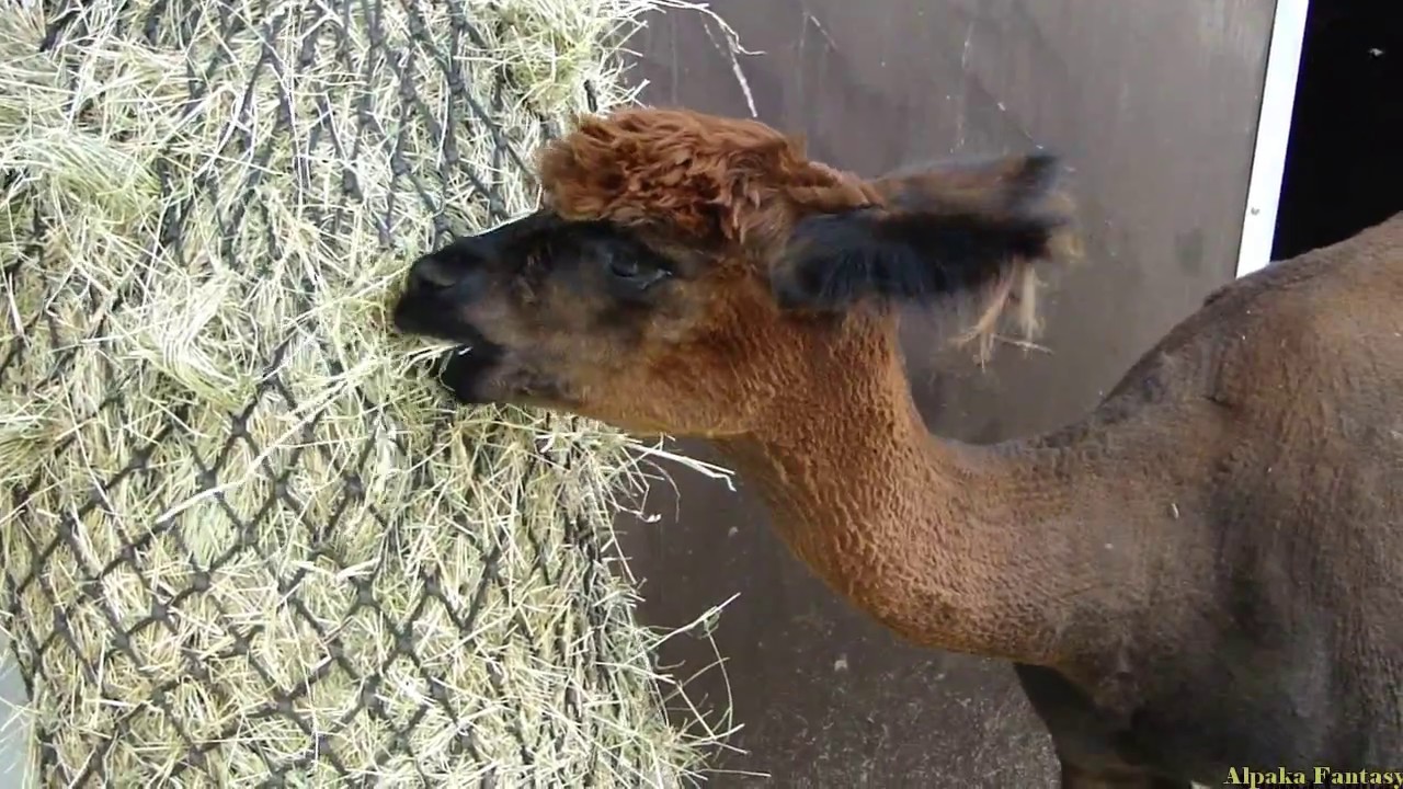 Alpaka Fantasy Machen Alpakas Geräusche?/Do Alpacas make noise? YouTube