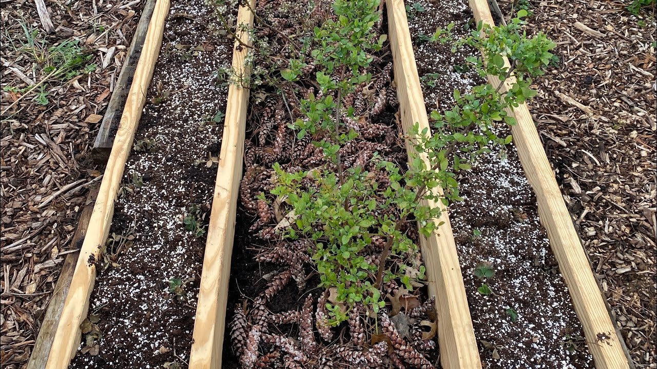 Dual purpose strawberry and blueberry raised bed. Quick day project! YouTube