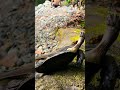 Cute Turtle’s Journey to the Water 🐢💧 | Jungle Adventure | #survivalskills #junglelife #shorts
