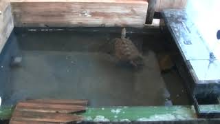 ぼーっとするイシガメ 20201121 1602 01