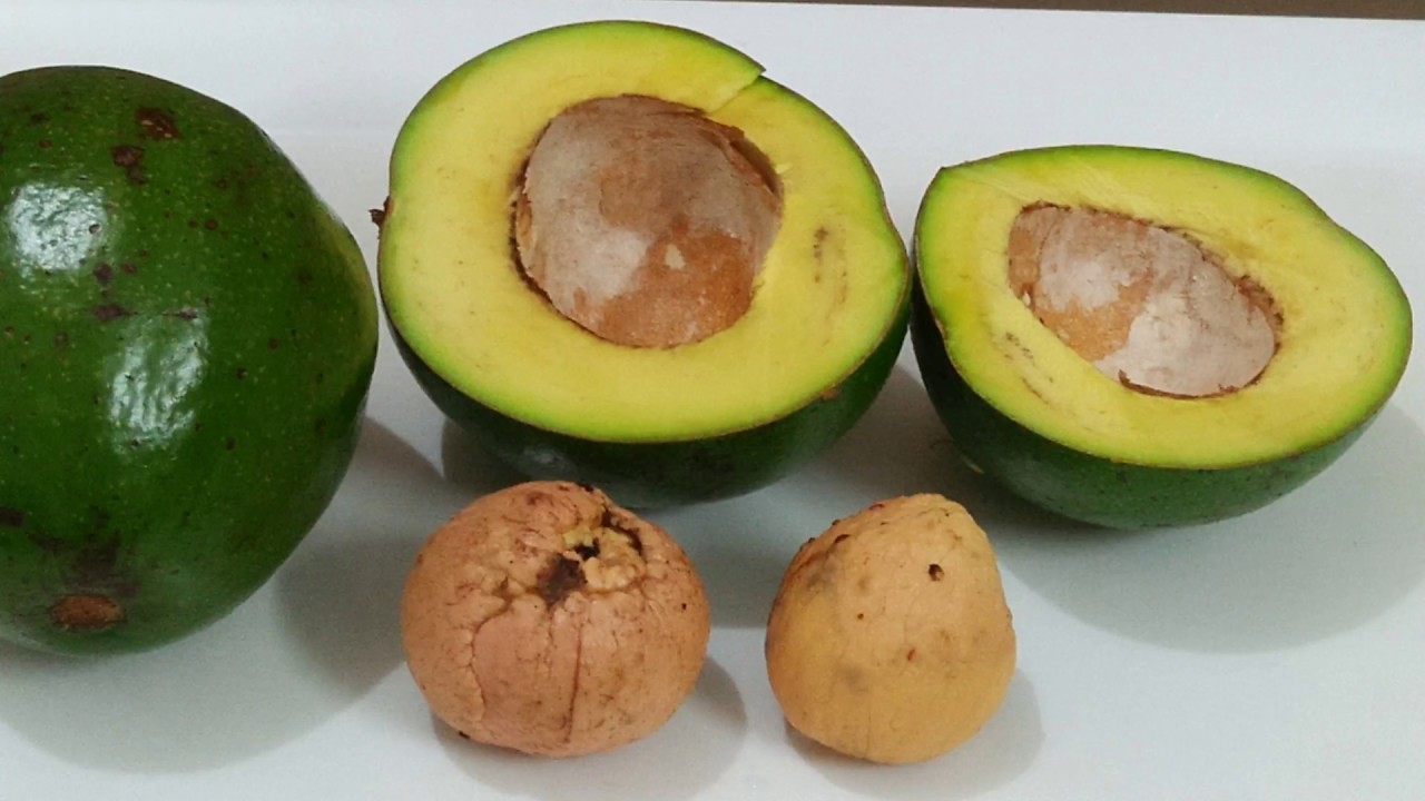 HOW TO :GROW AVOCADO TREE INDOOR FROM SEED EASIEST WAY STEP BY STEP