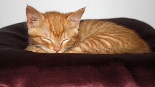 Kittens Sleeping Funny Videos and Meowing Videos 3 Kittens Fighting🤣🤣Cats Comrade by Cats Comrade 27 views 3 years ago 7 minutes, 52 seconds