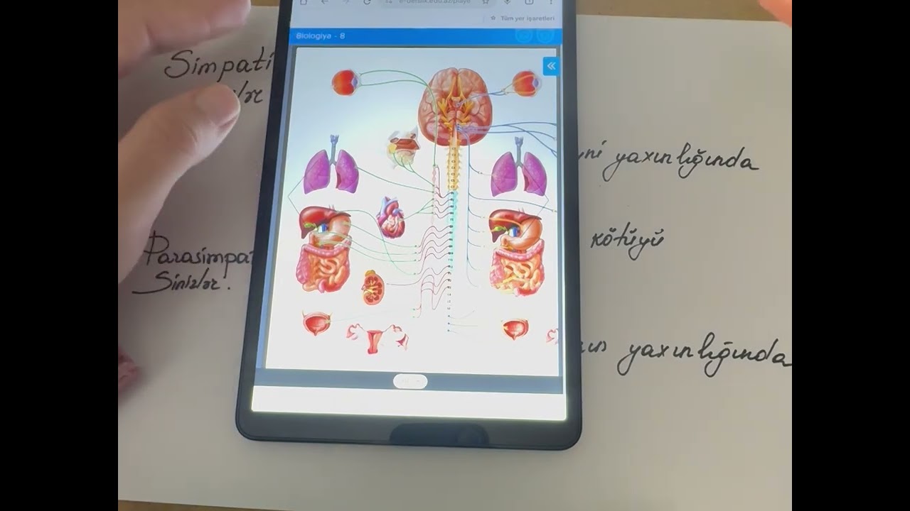 Simpatik və Parasimpatik sinirlər.