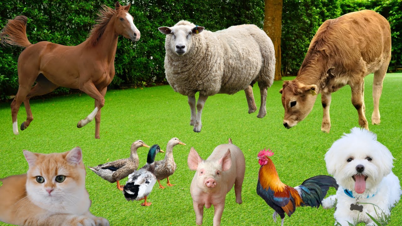 Beautiful Farm Animals: Cow, Horse, Sheep, Dog, Cat, Rabbit, Duck, Pig-Animal Sounds