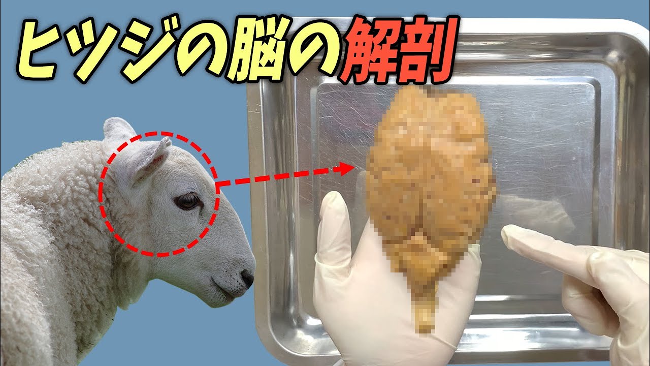 脳の中はどうなっているの？【ヒツジの脳の解剖】