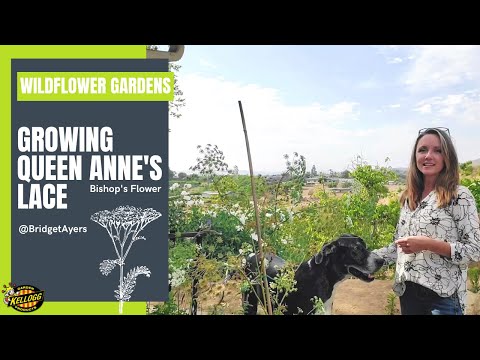 Video: Potted Ipheion Spring Starflowers - Îngrijirea florilor de primăvară în containere