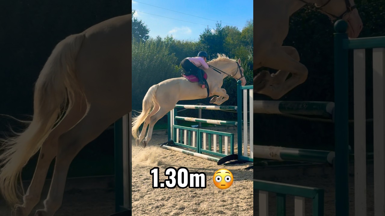 1.30m My 17h Stallion ACE 😳 #horse #equestrian #horseriding #showjumping #pony #horsegirl #aninal
