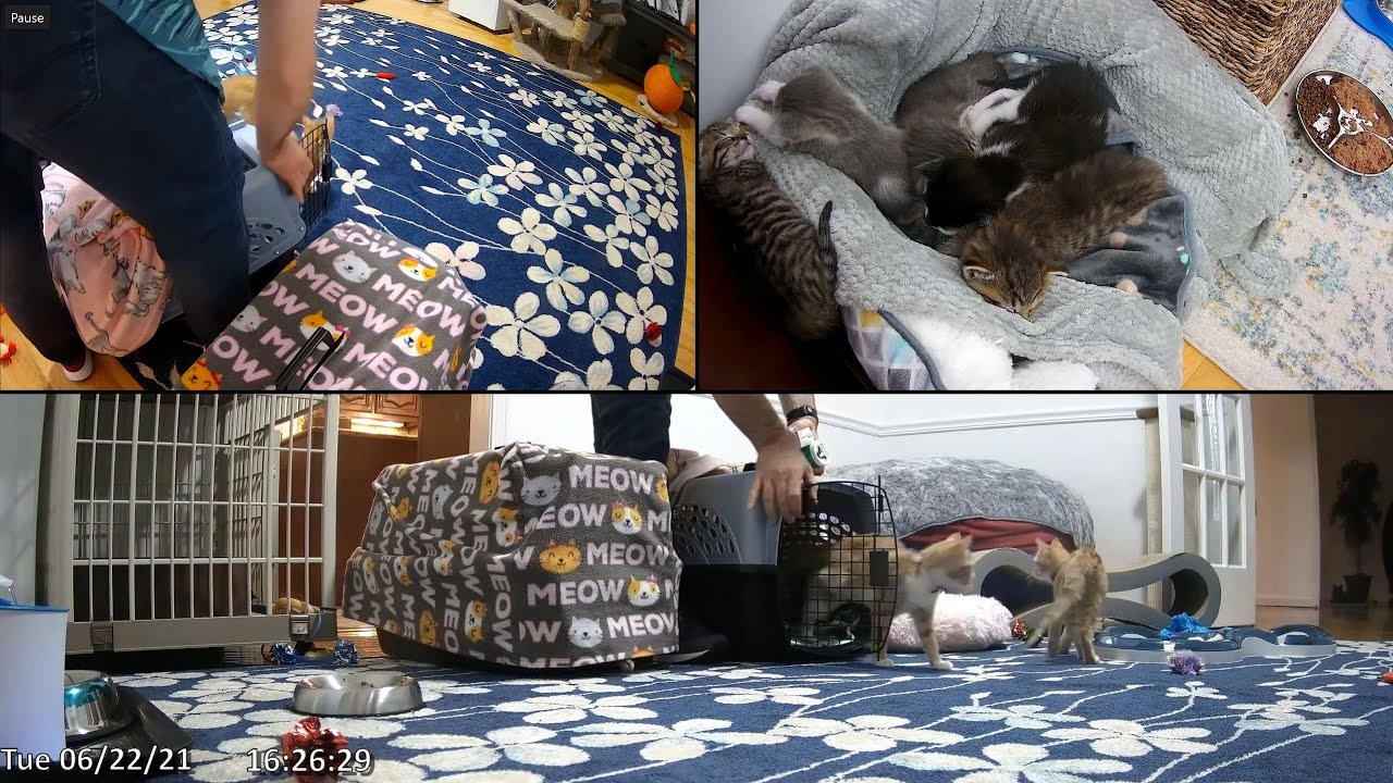 Direct unedited 4K capture of when the Oranges (and Millet) got home from the vet after their spay.