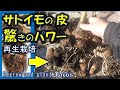 サトイモの皮　驚きのパワー　Regrow and plant Taros from kitchen scraps