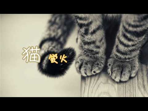猫 アカペラ【蛍火】