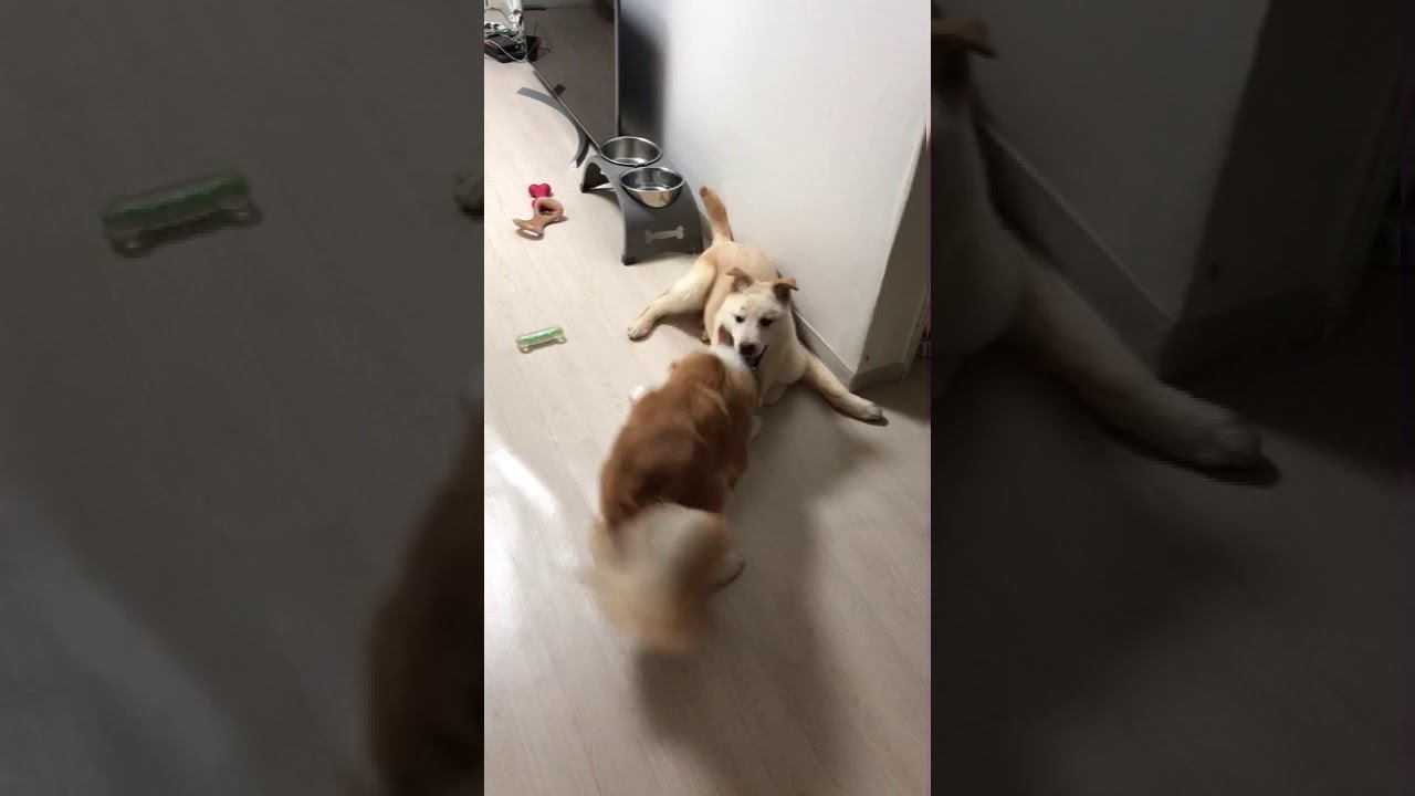 korean jindo husky mix Ben