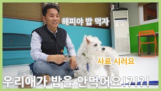 사료를 안먹는 반려견 이렇게 해보세요.