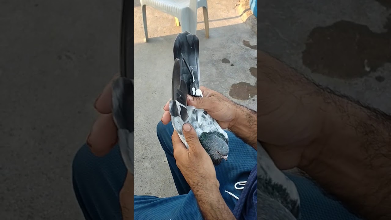 sialkot pigeon 