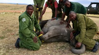 Rescue of Orphaned Elephant Kitiak | Sheldrick Trust