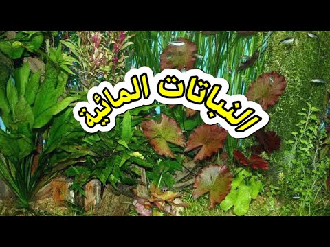 فيديو: Betta Leaf Hammock هو مثالي صالح لأي خزان