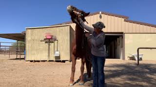 Harley( Mustang) worming